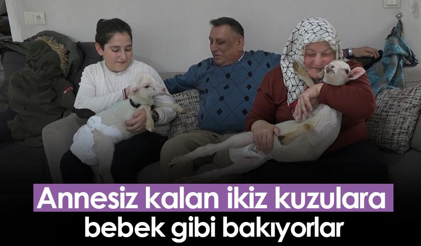 Rize'de annesiz kalan ikiz kuzulara bebek gibi bakıyorlar
