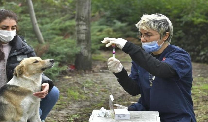 Kuduz hastalığı nedir? Tedavisi var mıdır?