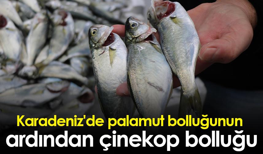 Karadeniz'de palamut bolluğunun ardından çinekop bolluğu