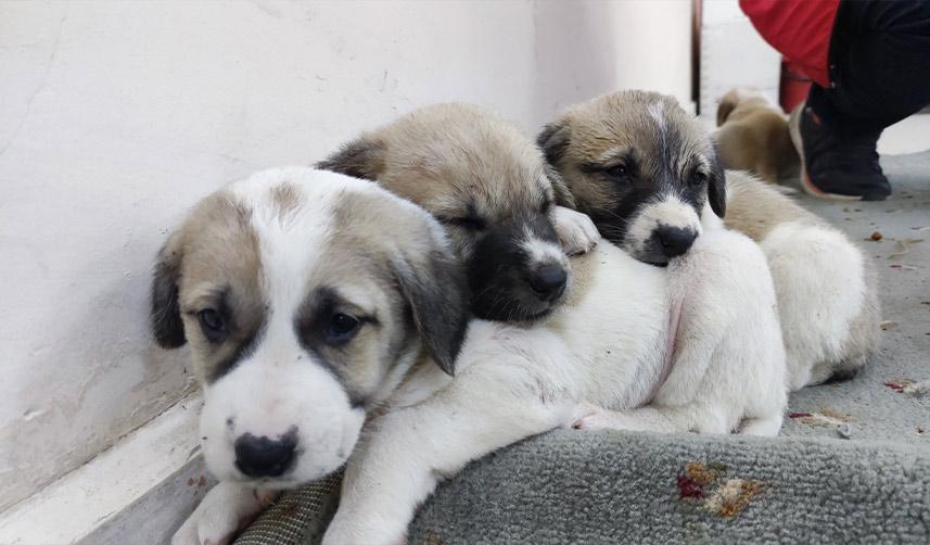  Annelerine araba çarpan yavru köpeklere sahip çıktılar