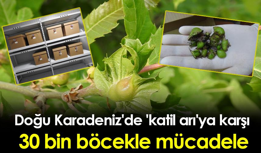 Doğu Karadeniz'de 'katil arı'ya karşı 30 bin böcekle mücadele