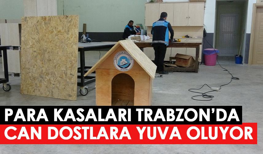 Para kasaları Trabzon’da ‘can dostlara’ yuva oluyor