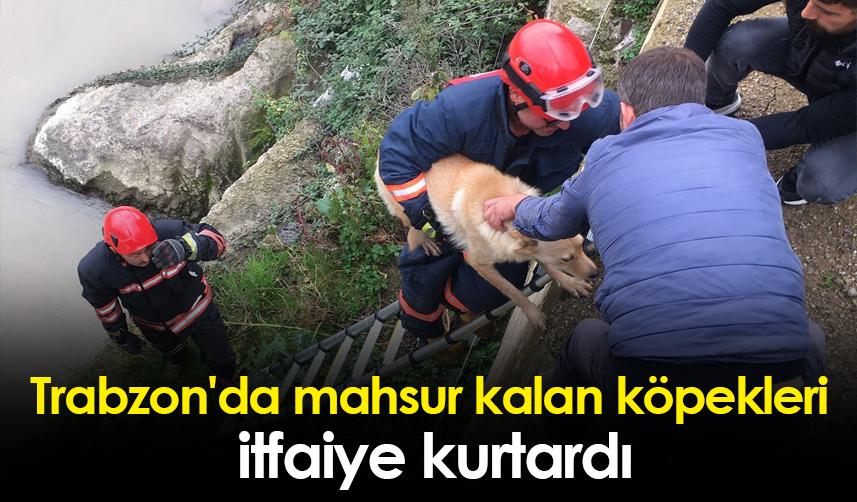 Trabzon'da mahsur kalan köpekleri itfaiye kurtardı