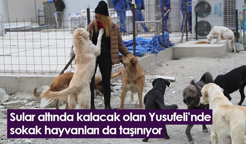 Sular altında kalacak olan Yusufeli’nde sokak hayvanları da taşınıyor