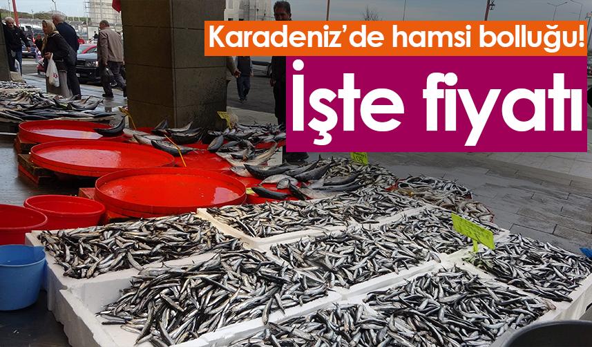 Karadeniz'de hamsi bolluğu! İşte hamsi fiyatı