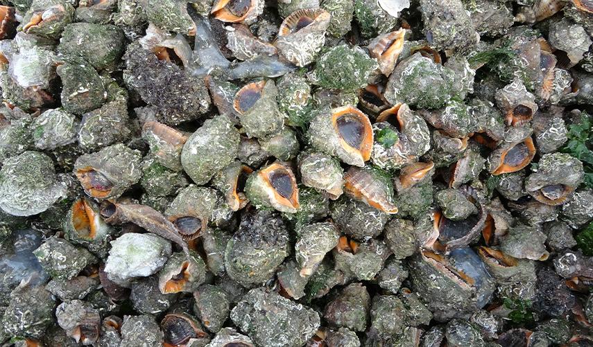 Deniz salyangozundan 20 ayda 15 milyon doların üzerinde döviz girdisi