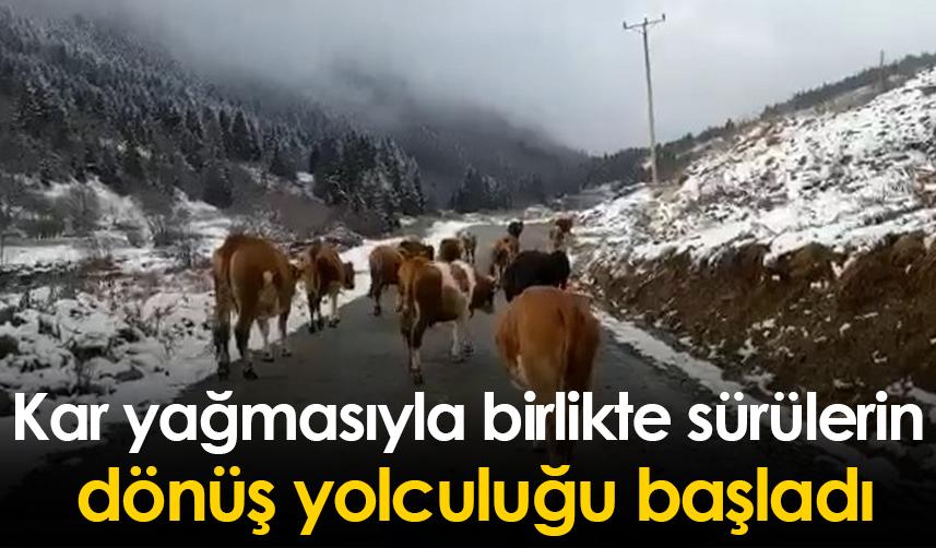 Rize'de kar yağmasıyla birlikte sürülerin dönüş yolculuğu başladı