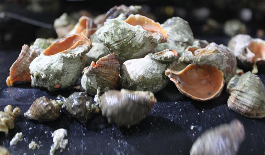 Deniz salyangozu ihracatı 7,1 milyon dolar kazandırdı