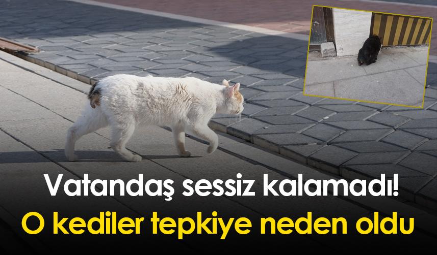 Vatandaş sessiz kalamadı! O kediler tepkiye neden oldu