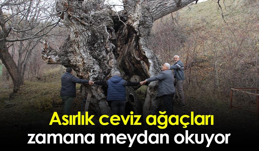 Giresun'da asırlık ceviz ağaçları zamana meydan okuyor