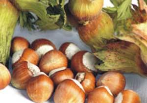 Fiskobirlik Fındık Bekliyor