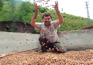 Fındığın kalitesi nasıl artırılır