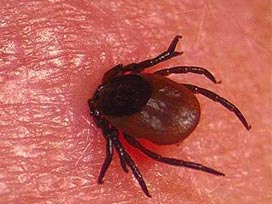 Kene Artvin'de bir can daha aldı