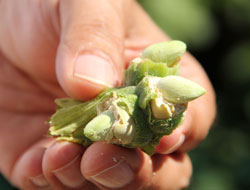 Fındıkta destekleme primi talebi