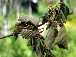 Fındıkta ne kadar kayıp var?