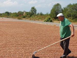 Fındık üreticilerine mayıs uyarısı