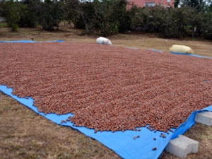 Dikkat! Fındık hırsızları iş başında