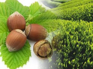 Fındık hasadı 8 Ağustos'ta başlıyor