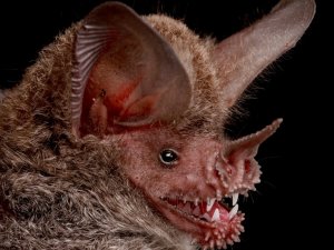 Kan emici PKK'nın saldırısında 3 sivil öldü 3Asker yaralı