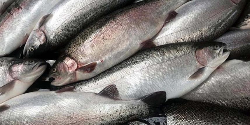 Türkiye'nin 9 ayda somon ihracatından kazandığı rakamlar belli oldu