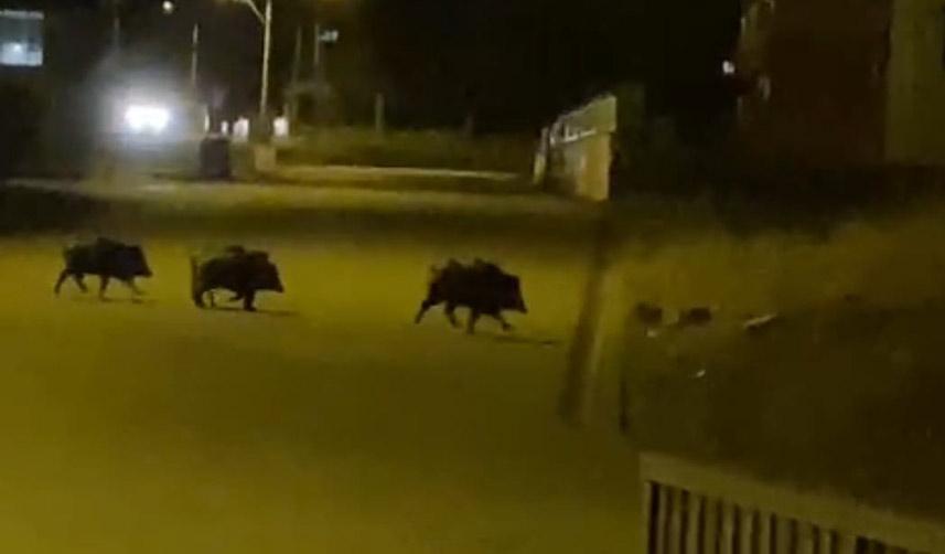 Aç kalan domuzlar ilçe merkezine indi