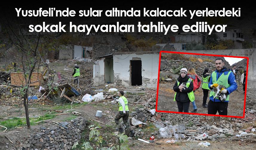 Yusufeli'nde sular altında kalacak yerlerdeki sokak hayvanları tahliye ediliyor