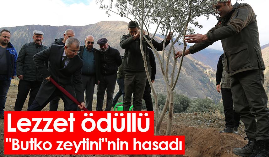 Artvin'de lezzet ödüllü "Butko zeytini"nin hasadı