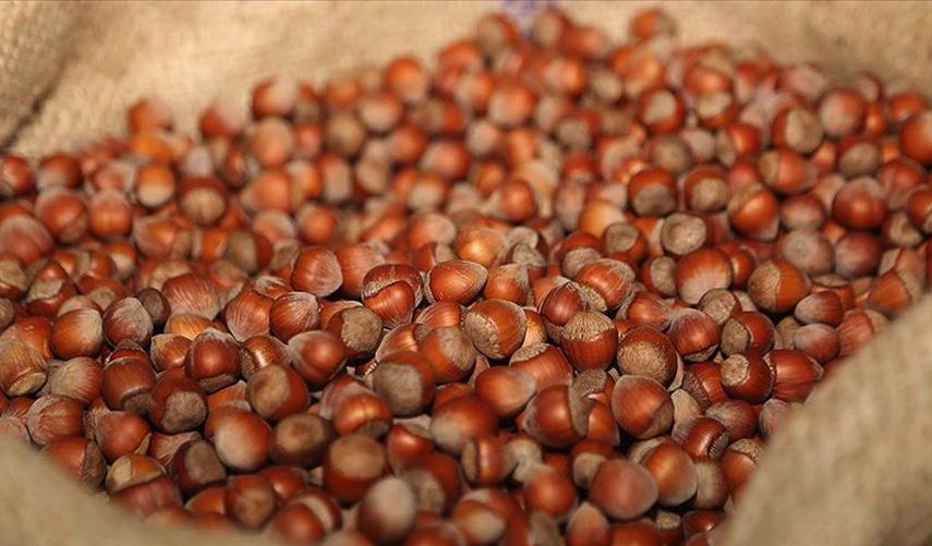 İşlem gören fındık miktarı belli oldu