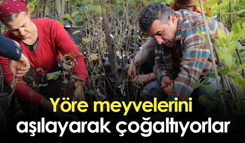 Rize'de yöre meyvelerini aşılayarak çoğaltıyorlar
