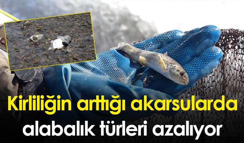 Kirliliğin arttığı akarsularda alabalık türleri azalıyor