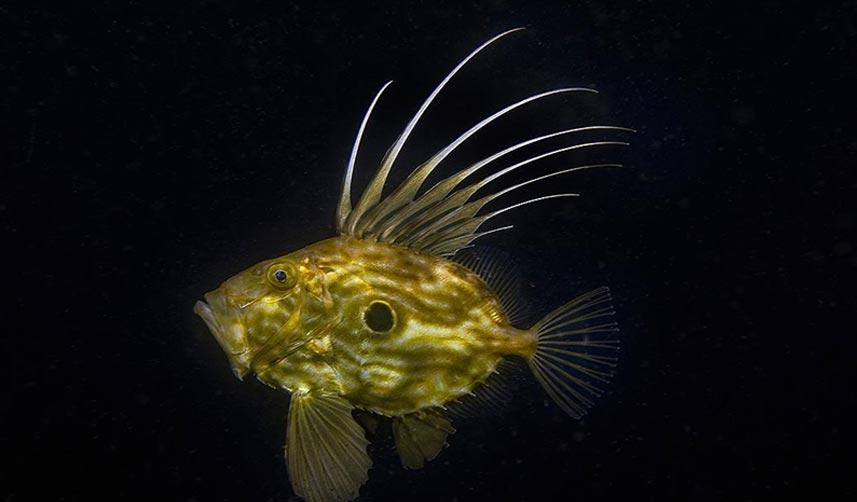 İzmit Körfezi'nin derinliklerinde "peygamber balığı" görüntülendi