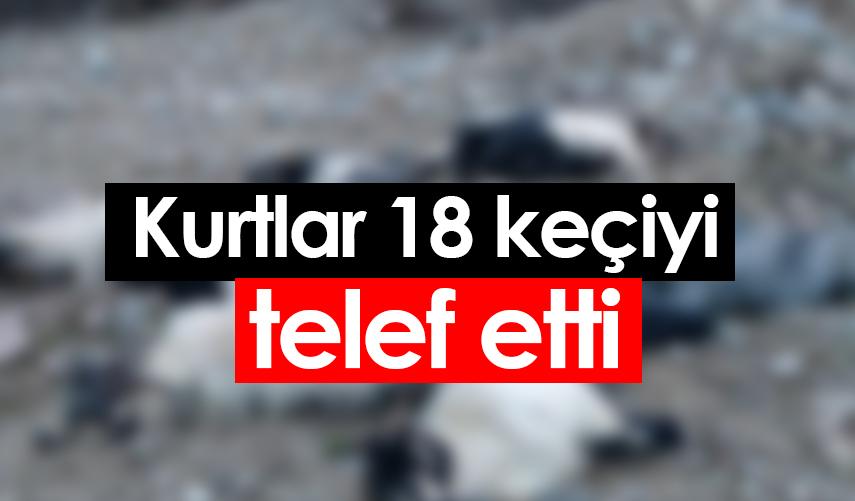 Rize'de kurtlar 18 keçiyi telef etti