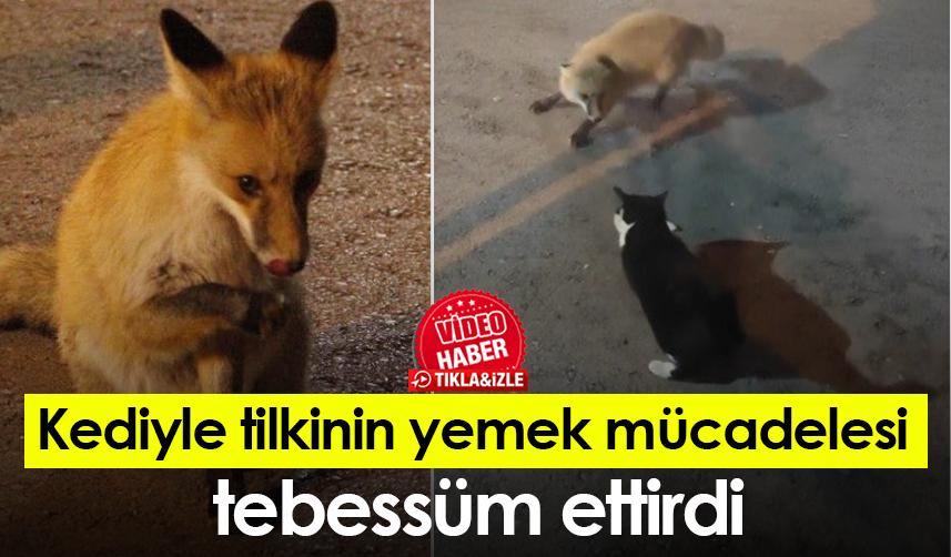 Tilki ve kedinin yemek kavgası tebessüm ettirdi