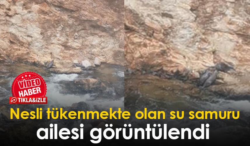 Artvin'de nesli tükenmekte olan su samuru ailesi görüntülendi