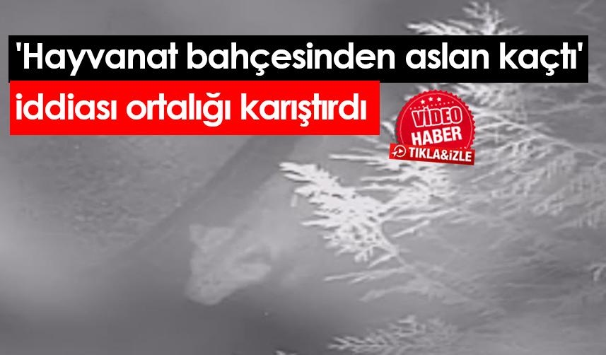 'Hayvanat bahçesinden aslan kaçtı' iddiası ortalığı karıştırdı