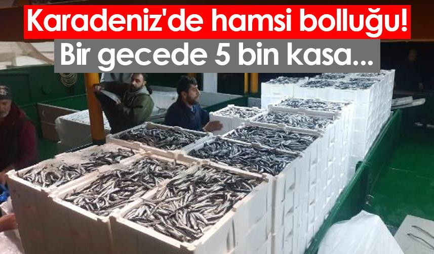 Karadeniz'de hamsi bolluğu! Bir gecede 5 bin kasa...