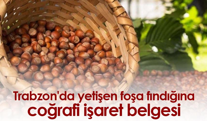 Trabzon'da yetişen foşa fındığına coğrafi işaret belgesi