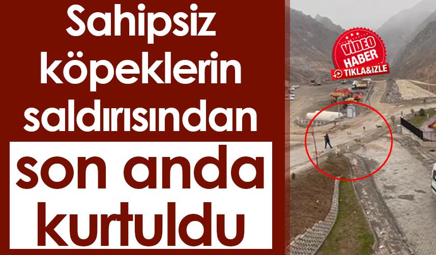 Yeni Yusufeli'nde bir kişi sahipsiz köpeklerin saldırısından son anda kurtuldu