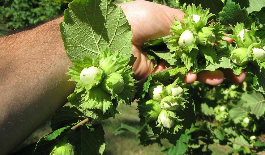 Üç üniversitenin yürüttüğü projeyle daha verimli fındık fidanları üretilecek