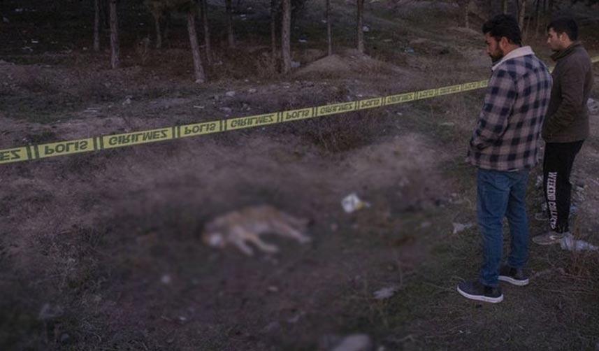 Ankara'da tüfekle vurulmuş 4 köpek ölüsü bulundu