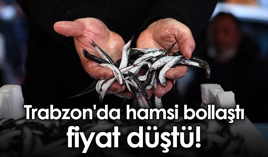 Trabzon'da hamsi bollaştı fiyat düştü