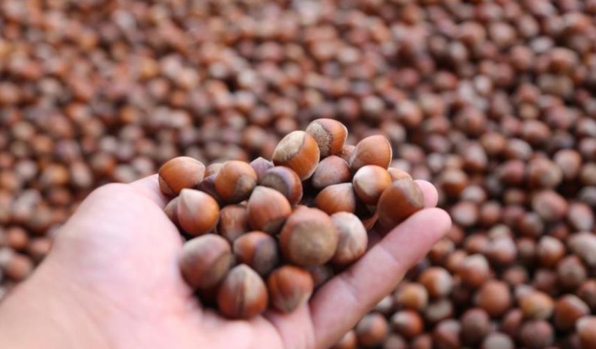 Ticaret borsalarında işlem gören fındığın miktarı belli oldu