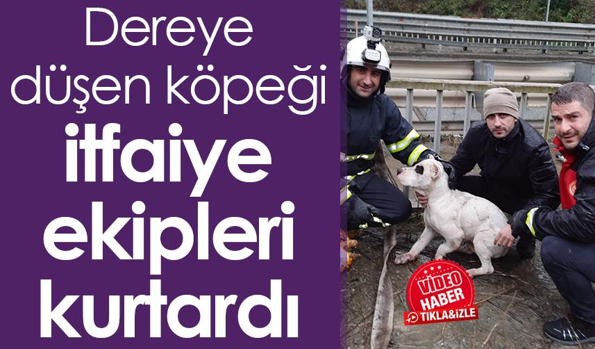 Artvin'de dereye düşen köpeği itfaiye ekipleri kurtardı