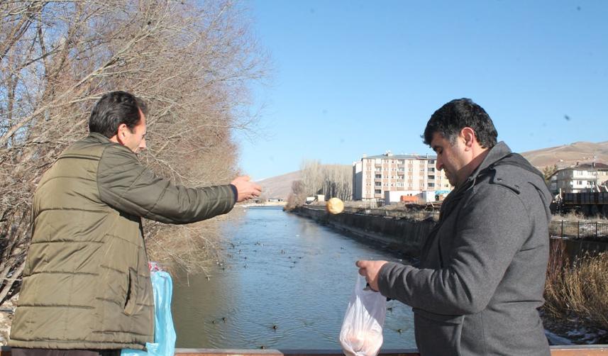 Sibirya’dan göç eden yeşilbaşlı ördekler Bayburt’u sevdi