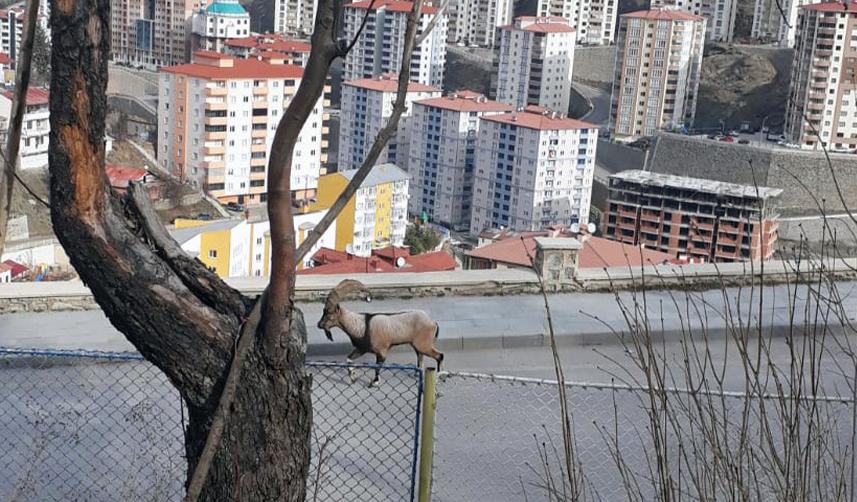 Gümüşhane dağlarının keçileri merkeze indi