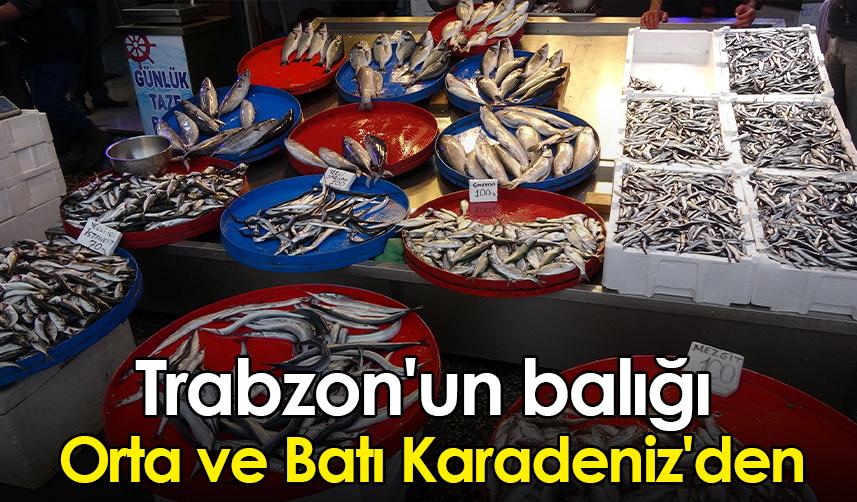 Trabzon'un balığı Orta ve Batı Karadeniz'den