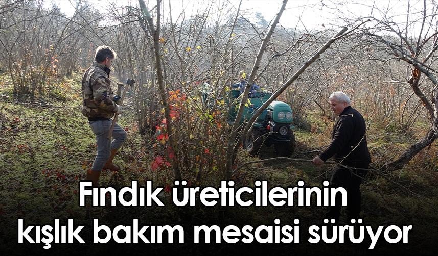 Ordu'da fındık üreticilerinin kışlık bakım mesaisi sürüyor
