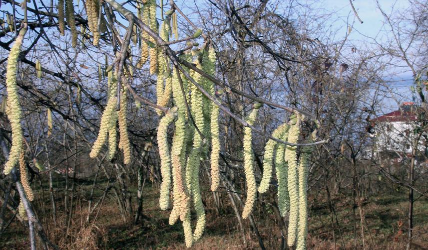Yalancı bahara aldanan fındık için üreticilere sigorta uyarısı
