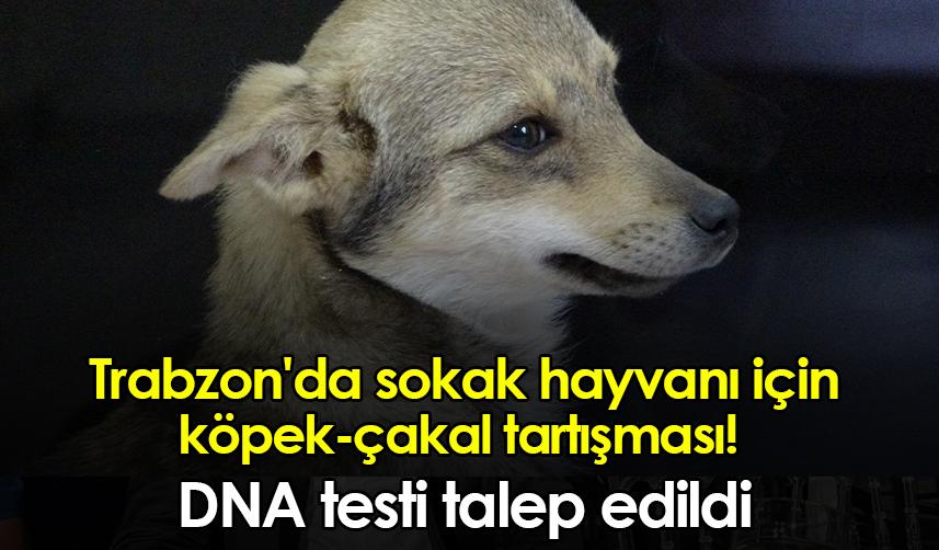 Trabzon'da sokak hayvanı için köpek-çakal tartışması! DNA testi talep edildi