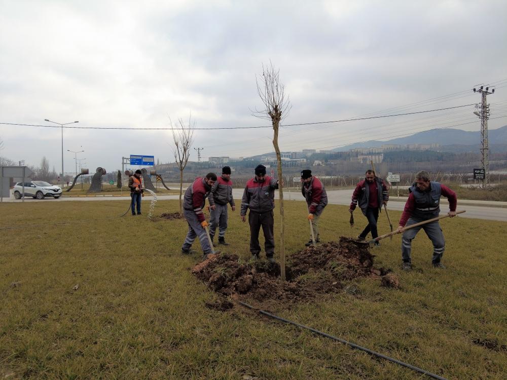 Tokat Belediyesi 300 fidan dikti